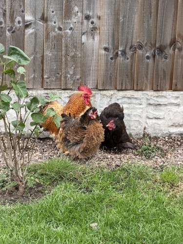 Pekin bantam eggs - bantam,