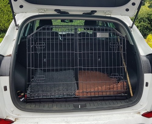 Pet world slopping car - pet, puppy