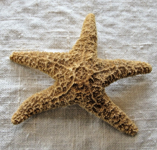 Vtg dried natural starfish - vtg,