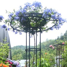  Vertical Umbrella Trellis