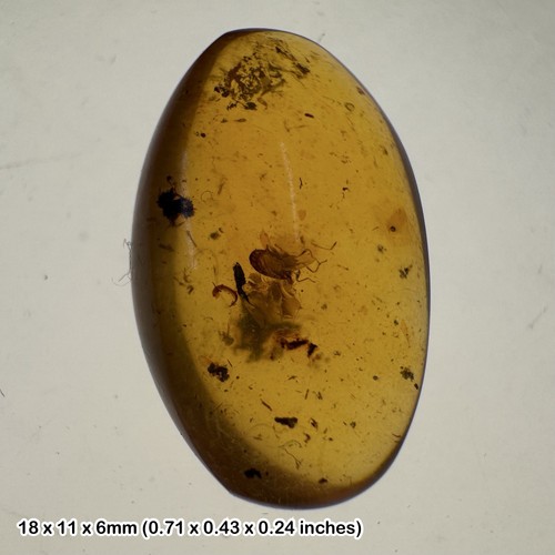 Burmese cretaceous amber with