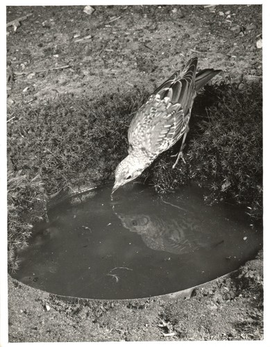 The mistle thrush turdus - the,