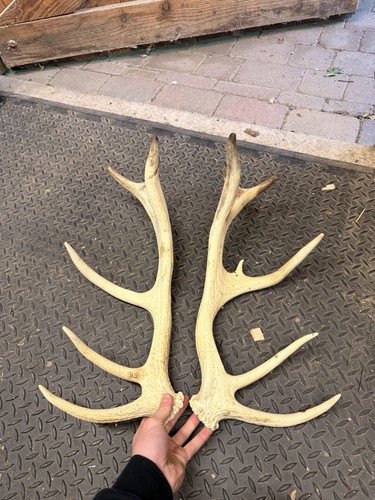 Pair red deer antlers - red,