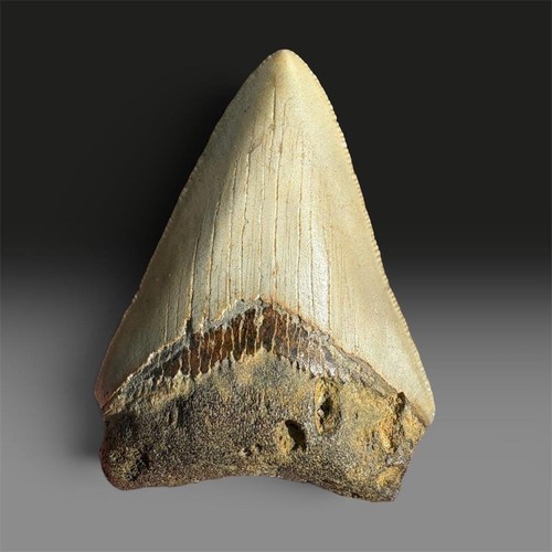 Megalodon tooth fossil - tooth,
