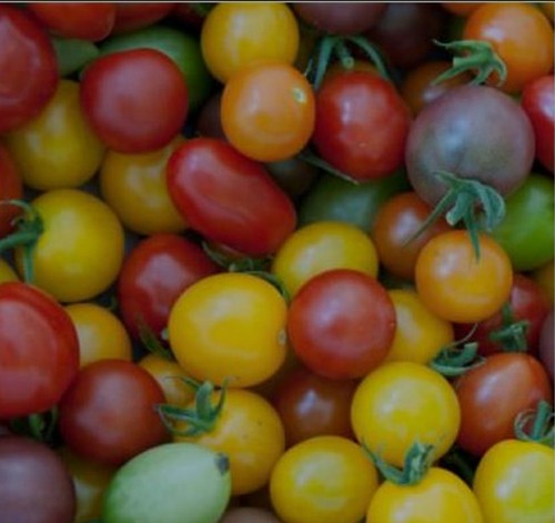 Tomato plants organic - 10, plants,