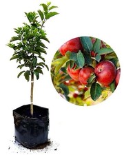 Mini Apple Tree – Small Size, Big Potential! . ?