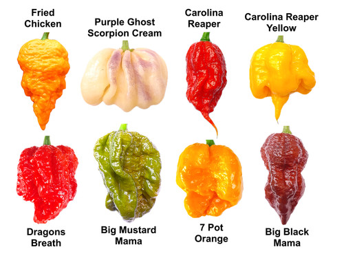 Worlds hottest chilli 55 - hottest,