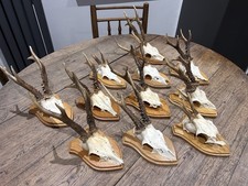 Taxidermy Roe Deer Skull