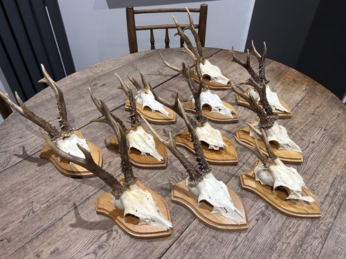 Taxidermy roe deer skull - taxidermy,