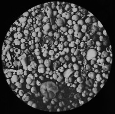 Foraminifera 1900 fathoms - foraminifera,