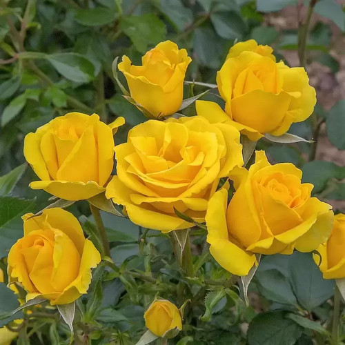 Grandmas rose ltr - grandmas,