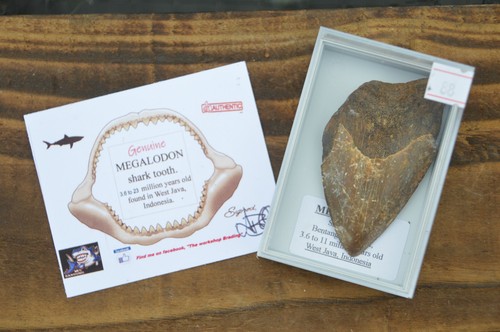 Wow genuine megalodon shark - wow,,