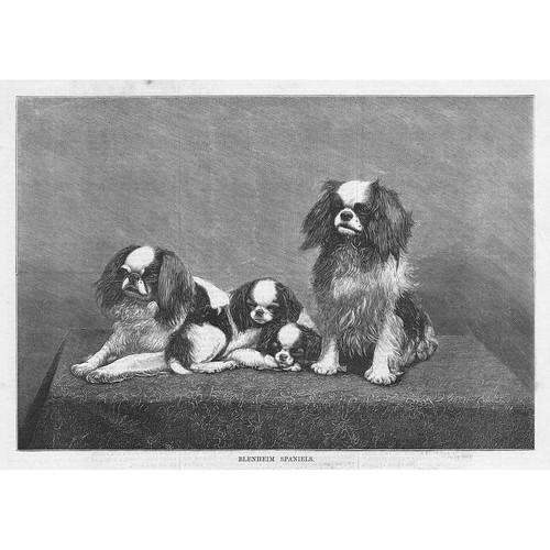 Dogs blenheim spaniels - blenheim,
