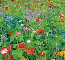 WILD FLOWER SEEDS MIX THROW GROW PLANTS BOMBS SEASON GARDEN ROSE BEES MEADOW