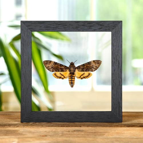 Death head hawk - head, moth