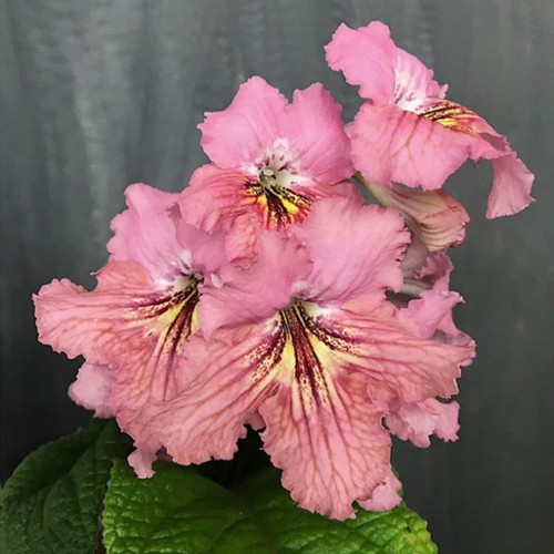 Streptocarpus splashing - streptocarpus, od-splashing