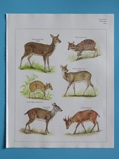 Original 1984 Color Animal