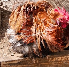 12 Frizzle Bantam Cochin