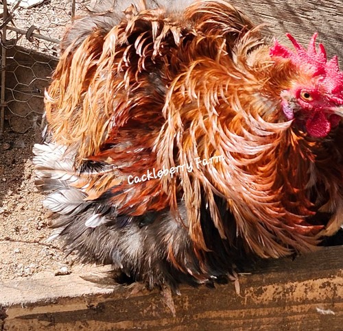 Frizzle bantam cochin - 12,