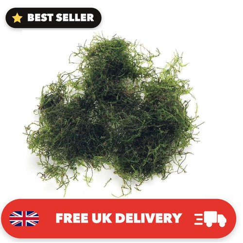 Grams java moss live - grams,