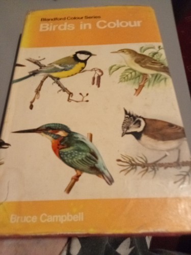 Birds colour blandford - birds,