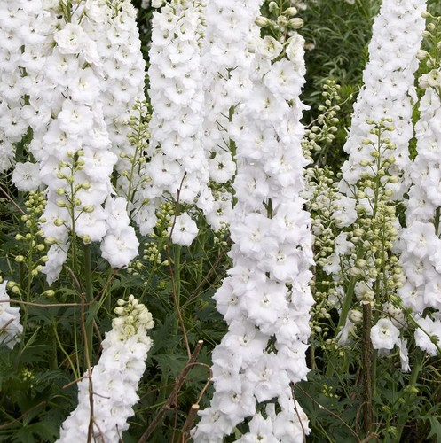 Delphinium galahad litre pot - delphinium,