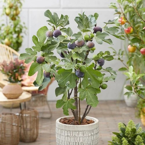 Brown turkey fig - brown,