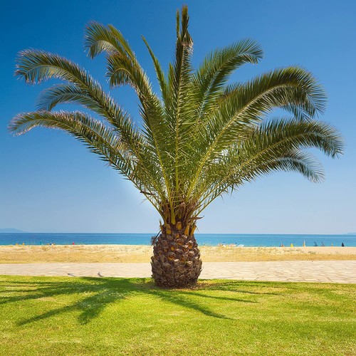 Hardy phoenix palm trees - phoenix,