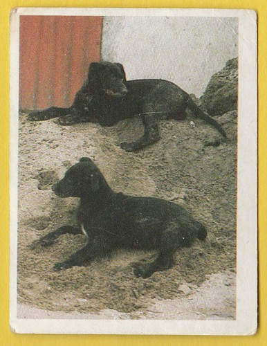 Dogs spanish trade trading - dogs,