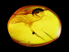 Large Beetle & Insect