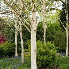 Betula Utilis jacquemontii
