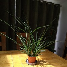Sansevieria 🌵 Plant
