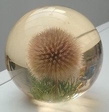 Vintage Large Hippocampus