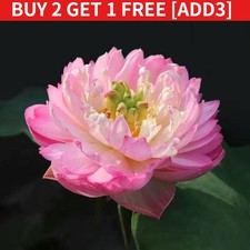 20/40PCS Bowl Lotus Seeds