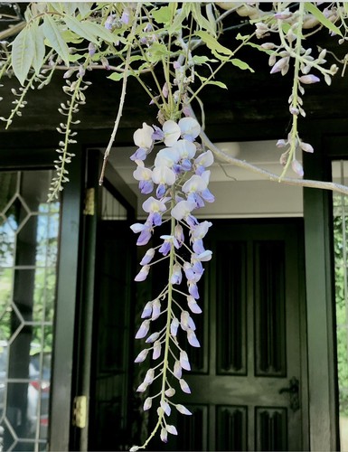 Wisteria seeds hardy - x ,