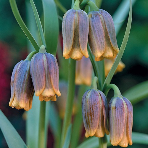 Bulbs fritillaria uva - 20,
