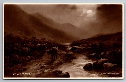 Dartmoor moonlight cattle - dartmoor,