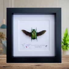 Green flower beetle taxidermy