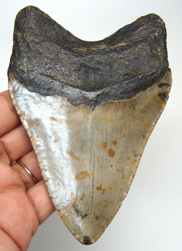 Megalodon shark tooth - megalodon,