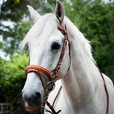 Gallop Equestrian Comfort