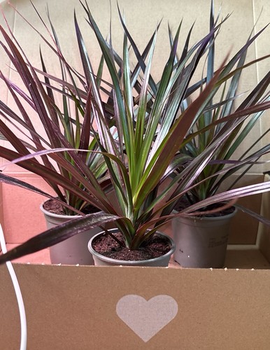 Dracaena dragon tree - dracaena,
