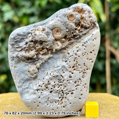 Charmouth multi ammonite - charmouth, multi-ammonite