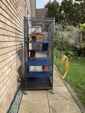 Indoor Squirrel And Hamster