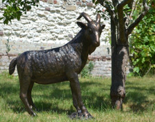 billy goat garden ornament /