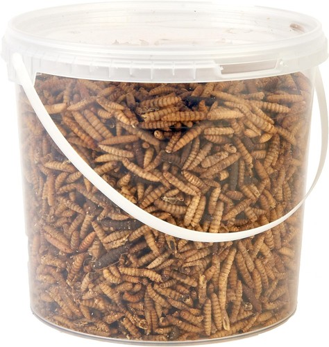 Premium calci worms wild - wild, bird