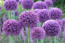 5x GIANT Allium GLADIATOR Bulbs Hardy Perennial Spring Flowering Garden Onion