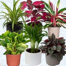 6 x Pet friendly Indoor house Plant in 13cm pots , Live Indoor Pot Plants
