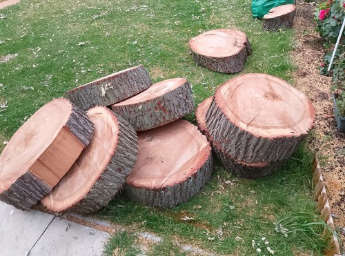 Freshly cut oak logs - logs, large