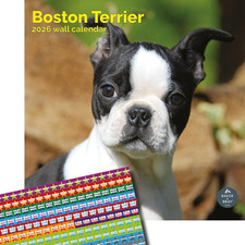Boston Terrier Calendar 2026