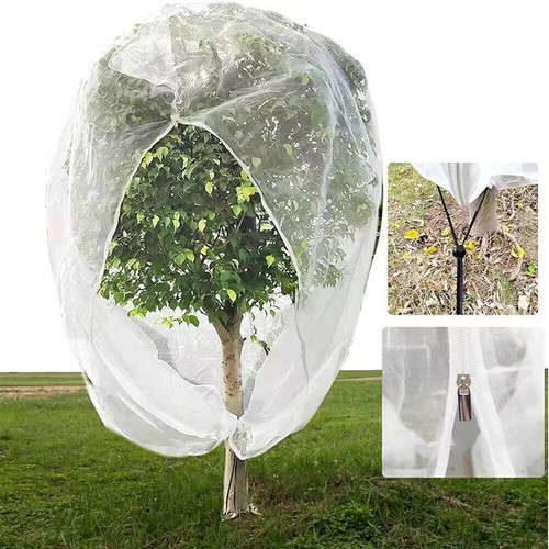 Garden plant tree fruit - garden,